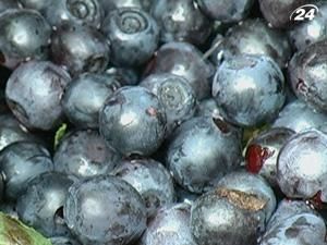 Сезон сбора ягод - в полном разгаре Сезон сбора ягод - в полном разгаре