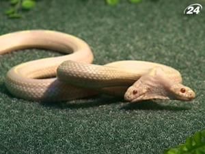 У Ялтинському зоопарку з'явилась двоголова змія