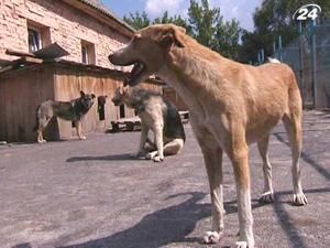 Природоохоронці: Під прикриттям "Євро-2012" влада знищує тварин Природоохоронці: Під прикриттям "Євро-2012" влада знищує тварин