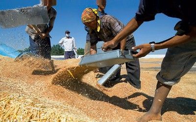 Россия может намолотить 92 миллиона тонн зерна