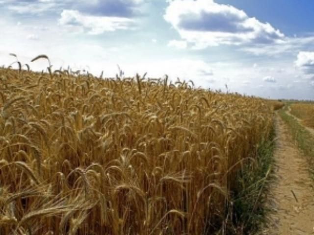 МінАП: Через зливи постраждали майже 8% посівів зернових