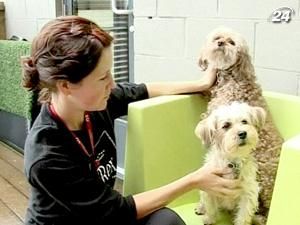 В канадском городе Ванкувер открылся роскошный отель для собак В канадском городе Ванкувер открылся роскошный отель для собак