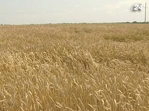 8% посівів зернових пошкоджено