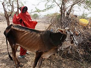 Исламисты допустили гуманитарные организации в Сомали Исламисты допустили гуманитарные организации в Сомали