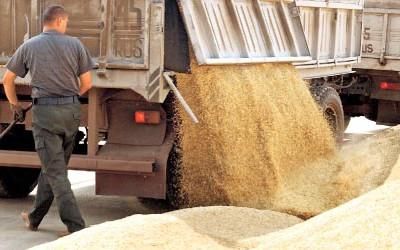 Украине снизили прогноз экспорта пшеницы 
