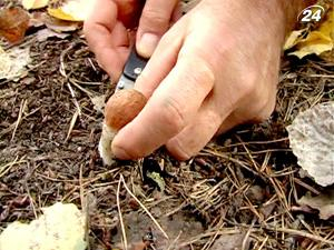 Отравившись грибами, умер 4-летний мальчик