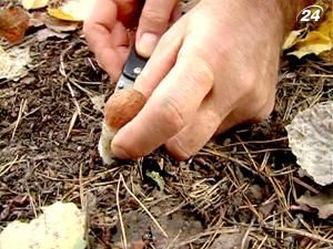 Отравившись грибами, умер 4-летний мальчик Отравившись грибами, умер 4-летний мальчик