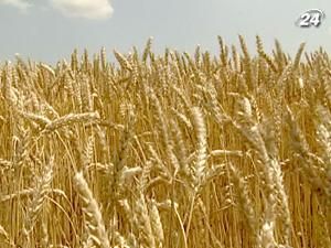 Минагропром: из-за дождей Украина потеряет часть урожая Минагропром: из-за дождей Украина потеряет часть урожая