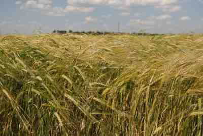 Египет добавит Украину в список поставщиков пшеницы