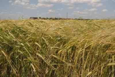 Египет добавит Украину в список поставщиков пшеницы Египет добавит Украину в список поставщиков пшеницы