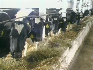 Говядина в Украине может стать деликатесом Говядина в Украине может стать деликатесом