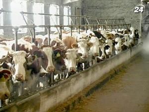 Українські аграрії шукають нові ринки збуту продукції Українські аграрії шукають нові ринки збуту продукції