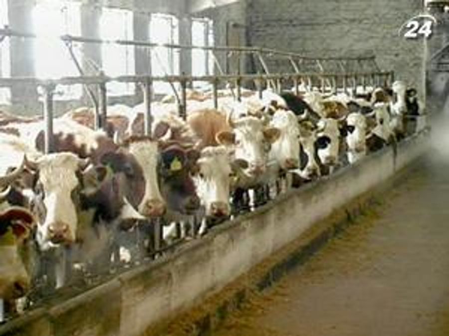 Українські аграрії шукають нові ринки збуту продукції Українські аграрії шукають нові ринки збуту продукції