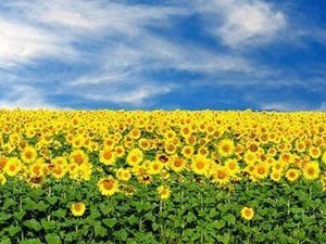 Правительство не позволит продажу земли иностранцам Правительство не позволит продажу земли иностранцам