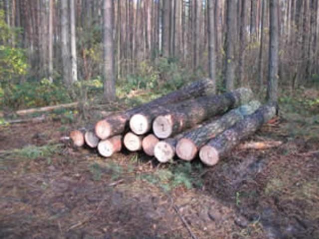 Українська деревина подорожчає Українська деревина подорожчає