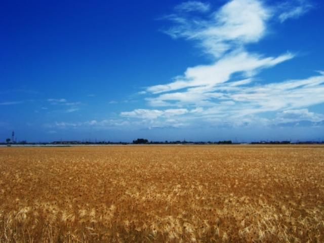 Українські селяни проти ринку землі Українські селяни проти ринку землі