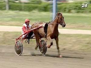 У кінних змаганнях "Дербі-2011" взяли участь кращі коні з усієї України У кінних змаганнях "Дербі-2011" взяли участь кращі коні з усієї України