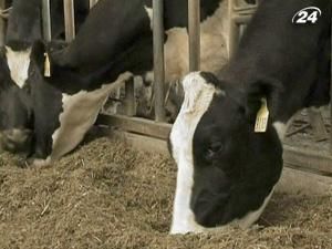 Клоновані корови дають людське молоко
