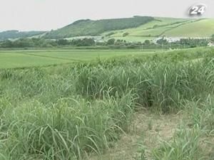 Британские ученые перерабатывают траву в топливо Британские ученые перерабатывают траву в топливо