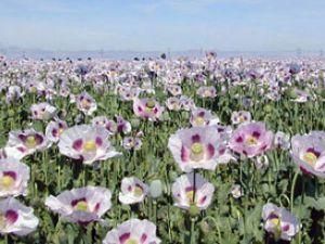 На Волині працівники міліції зібрали урожай опіумного маку На Волині працівники міліції зібрали урожай опіумного маку