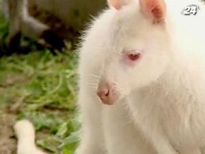 На польській фермі живе кенгуру білого кольору На польській фермі живе кенгуру білого кольору