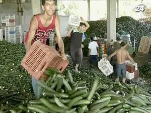 Германия требует от ЕС возместить убытки, связанные с E. Coli Германия требует от ЕС возместить убытки, связанные с E. Coli