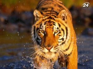 Тигри - найбільші в родині котячих, навіть леви з ними не зрівняються