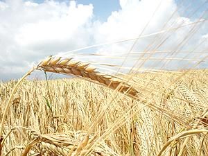 Азаров: Необхідно створити максимальний запас зерна