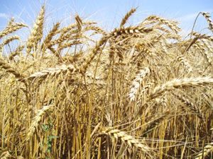 Єгипет буде контролювати якість української пшениці