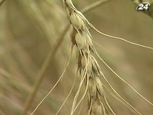 Кабмин увеличил прогноз урожая до 47 млн. тонн Кабмин увеличил прогноз урожая до 47 млн. тонн