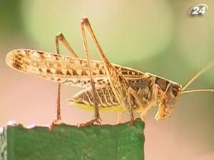 Зграї сірих коників-стрибунців переполохали кримчан Зграї сірих коників-стрибунців переполохали кримчан