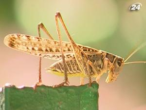 Стаи серых кузнечиков переполошили крымчан