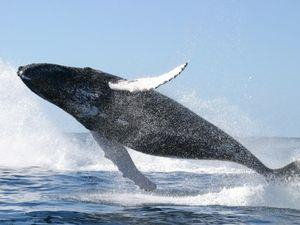 Кит поблагодарил людей, которые спасли его от снастей (ВИДЕО)