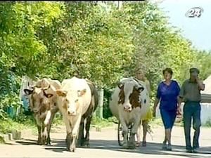 Поголовье крупного рогатого скота продолжает стремительно снижаться Поголовье крупного рогатого скота продолжает стремительно снижаться