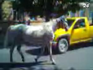 По центральным улицам Ивано-Франковска бродил конь