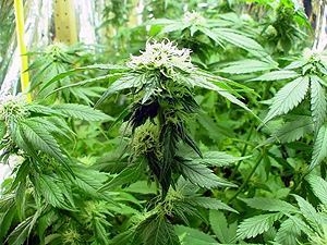 На Кировоградщине у местного жителя нашли 4378 двухметровых кустов конопли