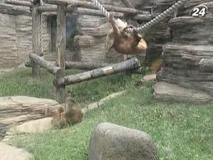 Москвичі потерпають від аномальної спеки Москвичі потерпають від аномальної спеки