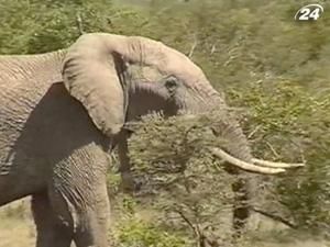 Слони - найбільші тварини у світі Слони - найбільші тварини у світі