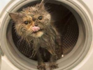Котенок выжил после часового стирки в машинке Котенок выжил после часового стирки в машинке