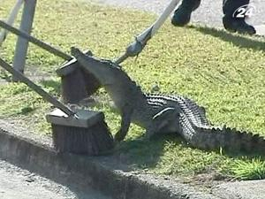 Австралийцы метлами укрощали крокодила