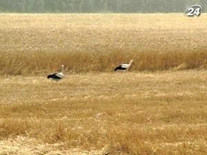 Минагропрод сдержан в прогнозе урожая Минагропрод сдержан в прогнозе урожая