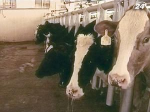 Afikim разработала компьютерную систему управления фермой Afikim разработала компьютерную систему управления фермой