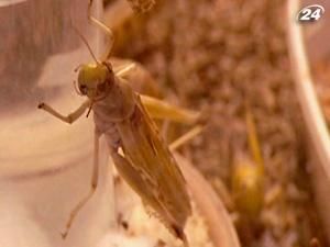 Может ли обычная саранча предотвратить столкновение автомобилей? Может ли обычная саранча предотвратить столкновение автомобилей?