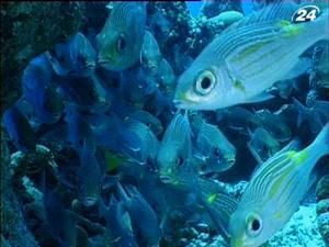 Глубины моря один из величайших секретов нашей планеты Глубины моря один из величайших секретов нашей планеты