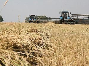 На 1 серпня Україна зібрала 30 мільйонів тонн зерна