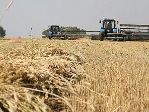 На 1 серпня Україна зібрала 30 мільйонів тонн зерна На 1 серпня Україна зібрала 30 мільйонів тонн зерна