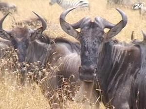 Антилопа гну - удар копитом буде відчутним навіть для лева Антилопа гну - удар копитом буде відчутним навіть для лева