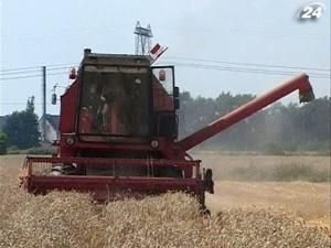 У дослідницькому господарстві досягли двічі вищого врожаю У дослідницькому господарстві досягли двічі вищого врожаю