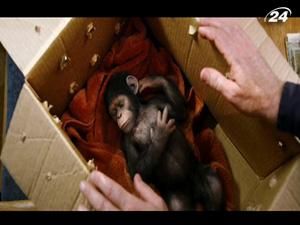 "Восстание планеты обезьян": в поисках лекарств ученые начинают эксперименты над обезьянами "Восстание планеты обезьян": в поисках лекарств ученые начинают эксперименты над обезьянами