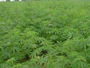 В Донецкой области сотрудники СБУ уничтожили 4 тысячи кустов конопли В Донецкой области сотрудники СБУ уничтожили 4 тысячи кустов конопли